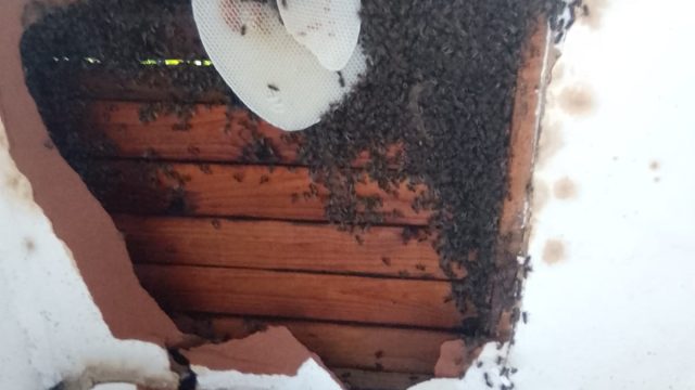 Bee 11