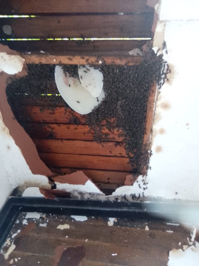 Bee 11