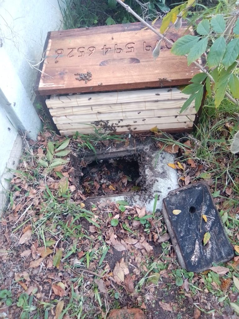 Bee 12