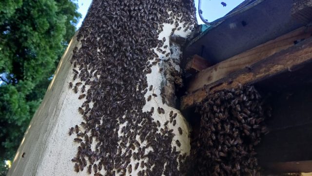 Bee 3 4