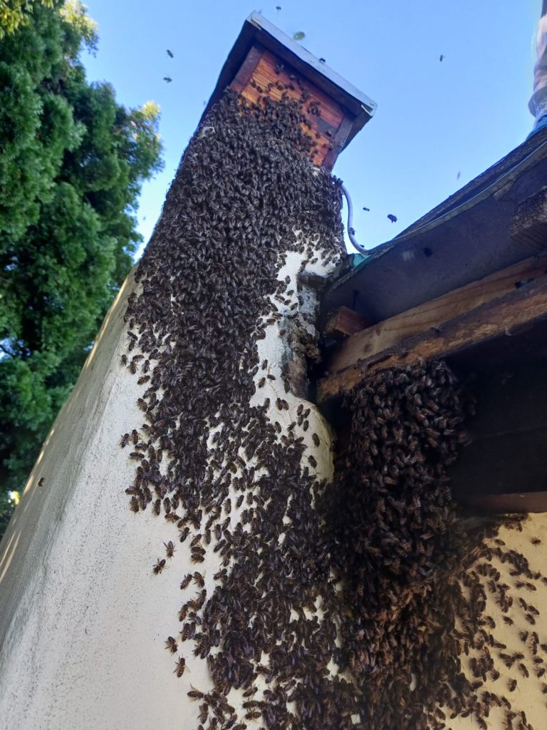 Bee 3 4