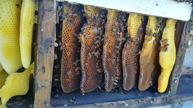 Bee 3 7