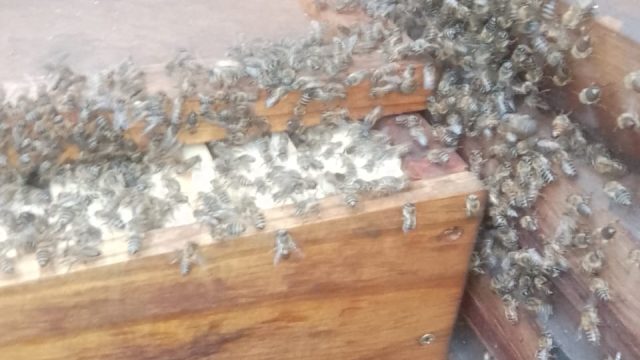 Bee 4