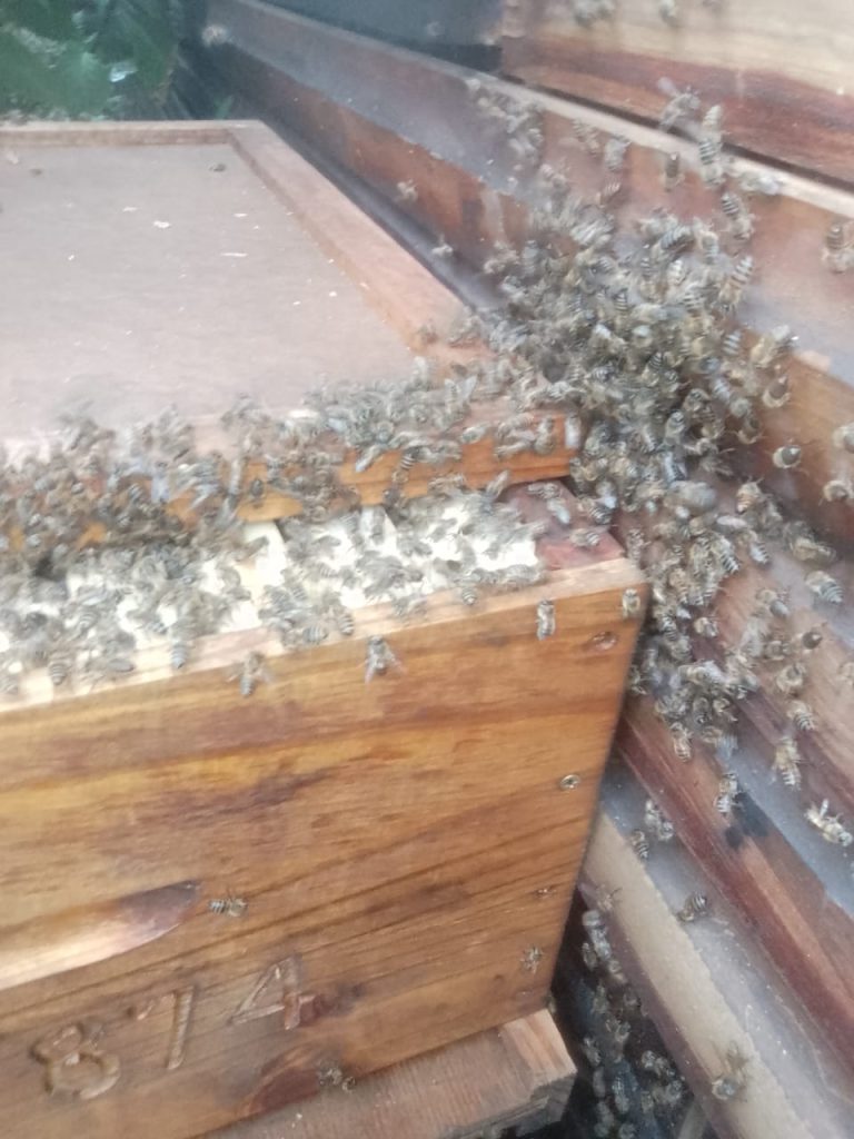 Bee 4