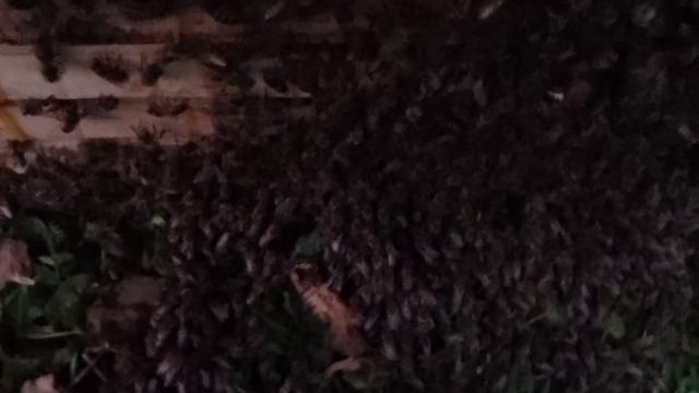 Bee 5
