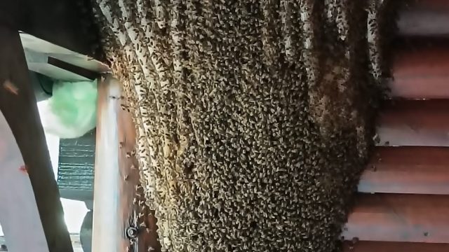Bee 6