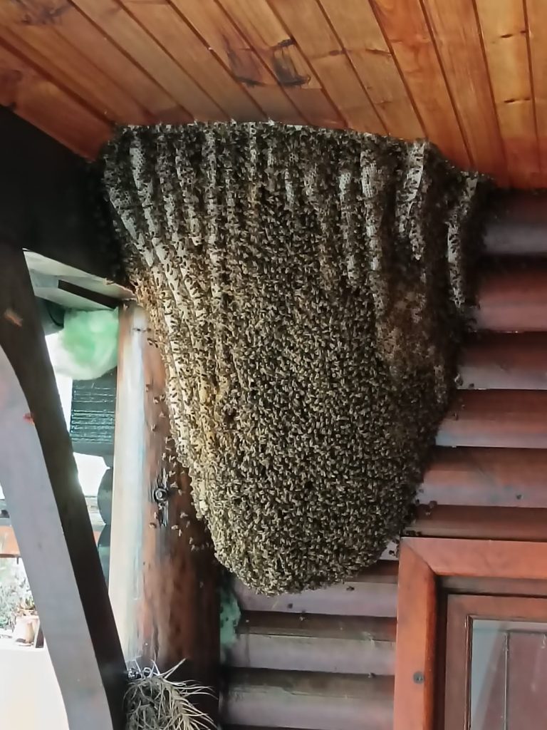 Bee 6