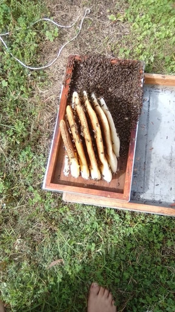 Bee 9