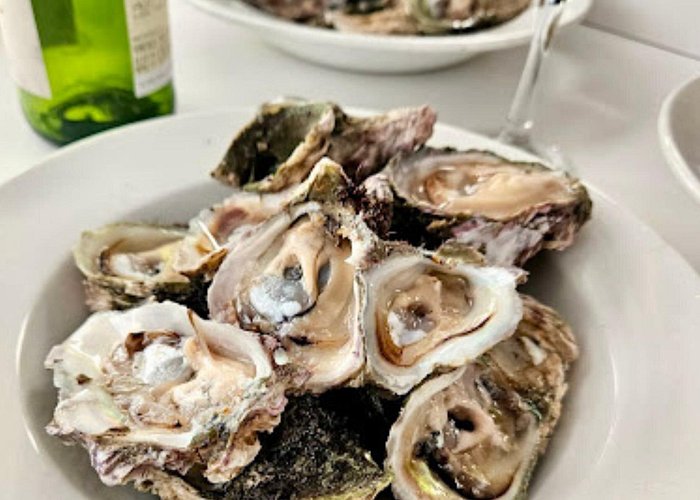 Oyster 2