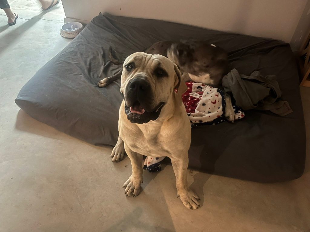 Pet 3