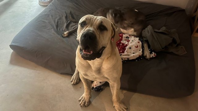 Pet 3