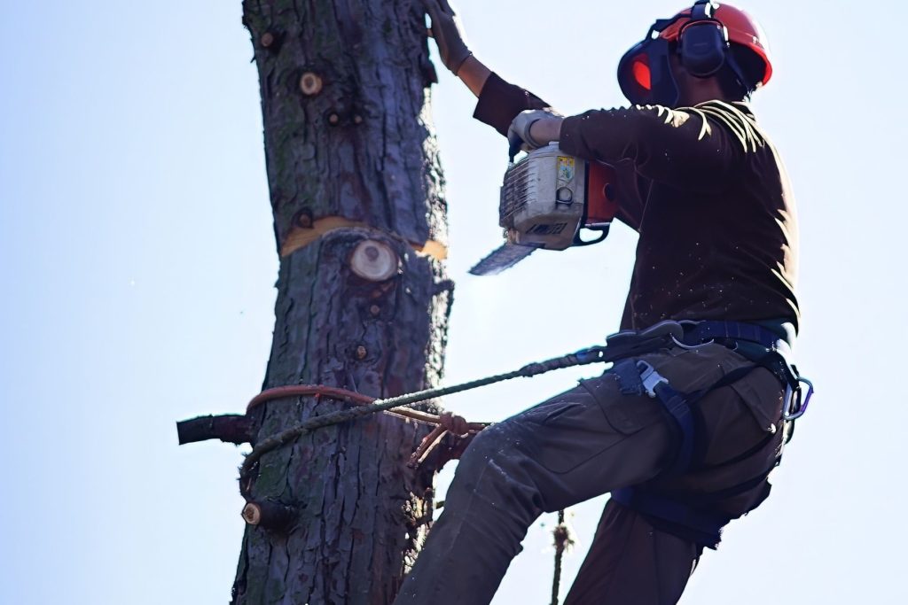 tree fellers near me prices