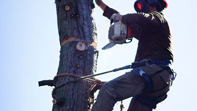 tree fellers near me prices
