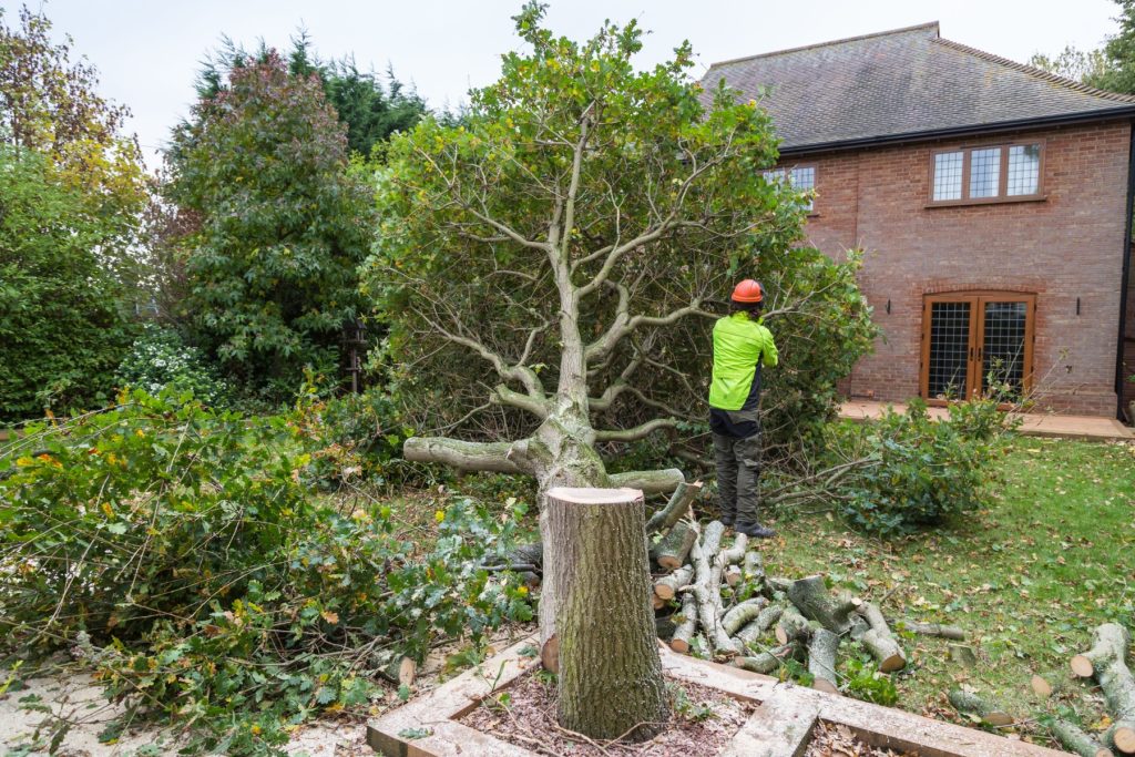 tree felling companies near me