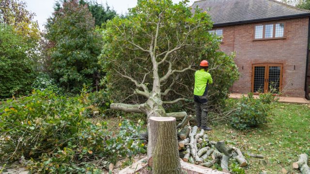tree felling companies near me