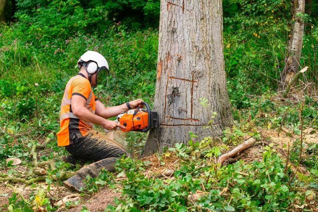 tree felling cost