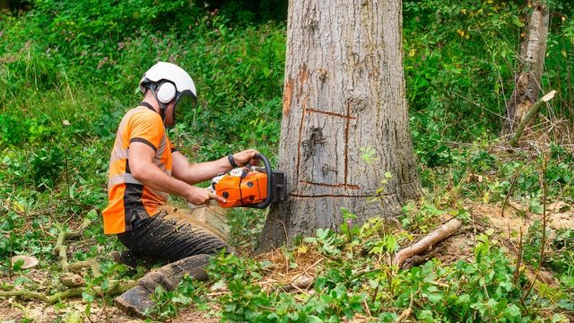 tree felling cost