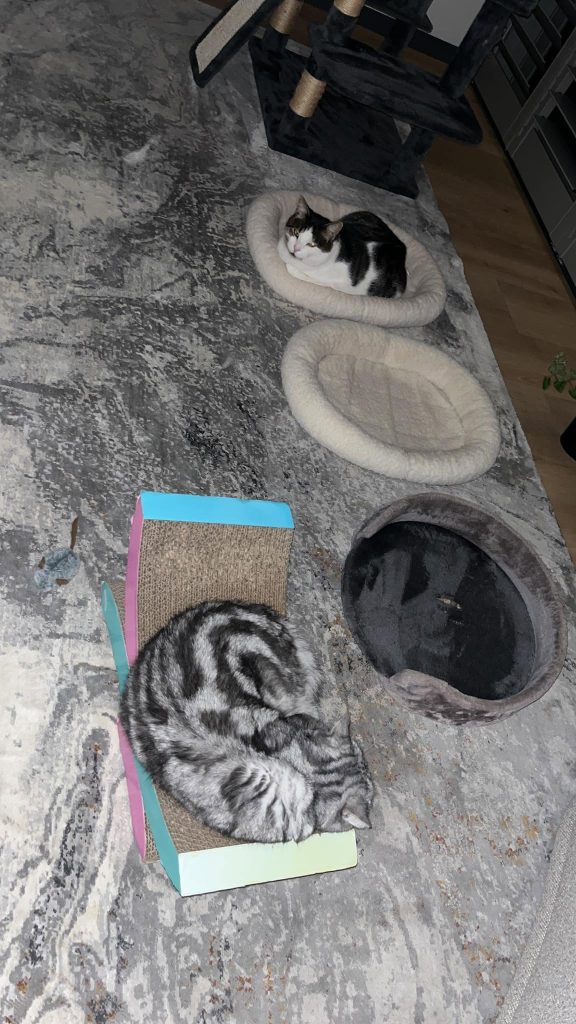 pet 4