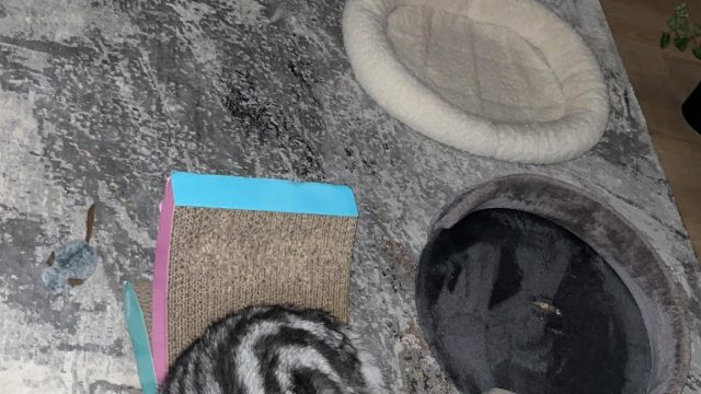 pet 4