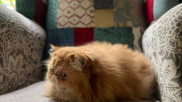pet 5