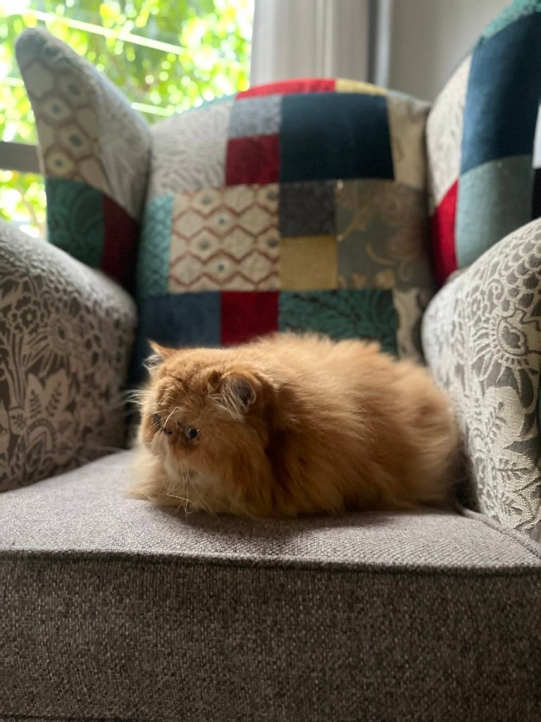pet 5