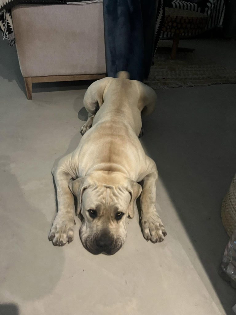 pet 6