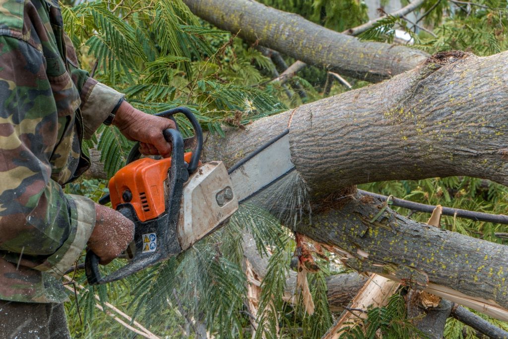 tree felling johannesburg price near me
