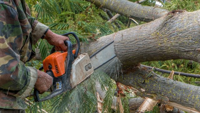 tree felling johannesburg price near me